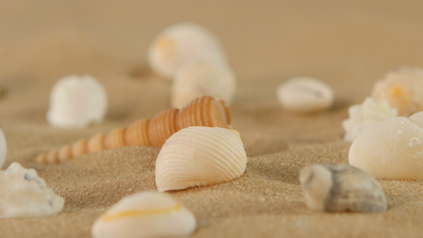 Diferentes conchas do mar na areia da praia, rotação, close-up
 - Filmagem, Vídeo