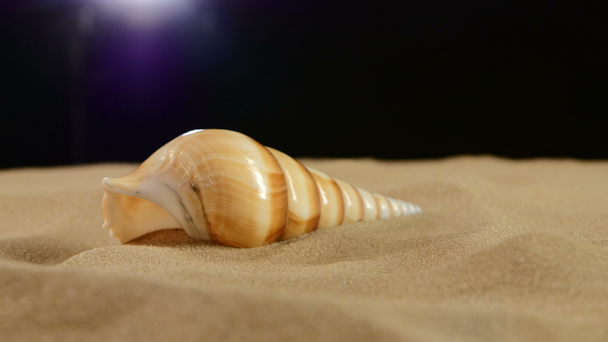 Long sea shell with sand on black, rotation, close up - Footage, Video