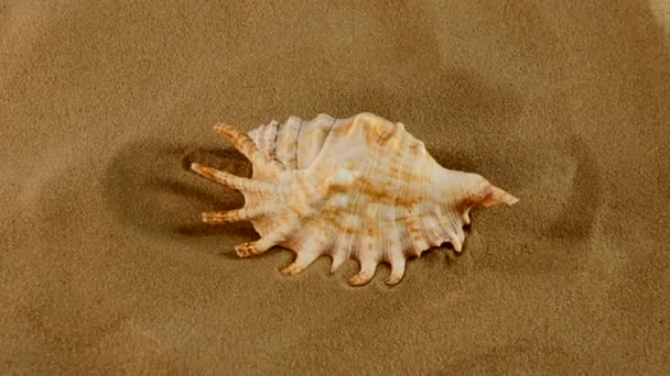 Cima di conchiglia marina su sabbia, rotazione, primo piano
 - Filmati, video