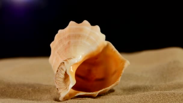 Niezwykłe morskie Seashell na piasku, czarny, obrót, makro, zbliżenie - Materiał filmowy, wideo