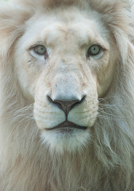 weißer Löwe - Foto, Bild