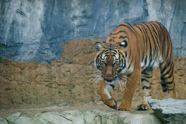 Gehender Tiger - Foto, Bild