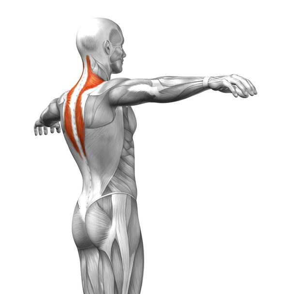 Trapézio ou anatomia humana nas costas
 - Foto, Imagem