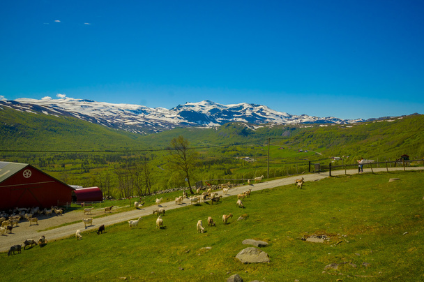 VALDRES, NORWAY - 6 JULY, 2015: Stunning nature on Valdresflya, green covered landscape stretches far as eye can see with spots of snow and lakes under beautiful blue sky - Photo, image