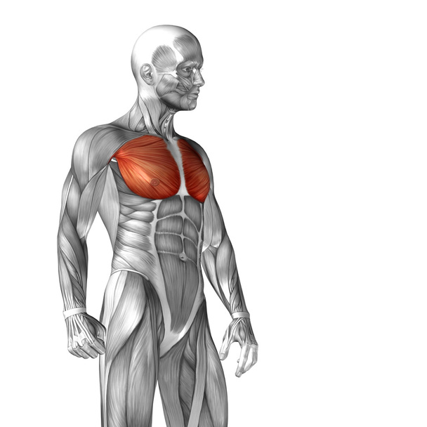pektoralis veya göğüs insan anatomisi - Fotoğraf, Görsel