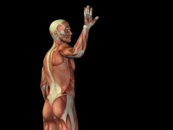 parte superior del cuerpo con músculos
 - Foto, imagen