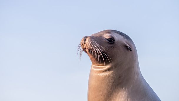 Vrouwelijke zeeleeuw op zoek posh trots of hogere klasse - Foto, afbeelding