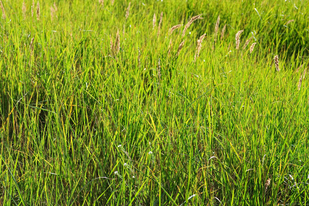 в конце лета meadow
 - Фото, изображение