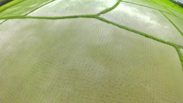 Letecký záběr rýžové pole. - Záběry, video