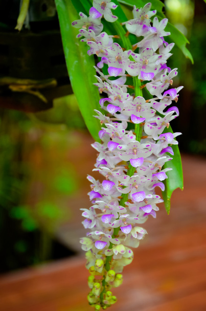 Beaucoup de très petits orhids
 - Photo, image