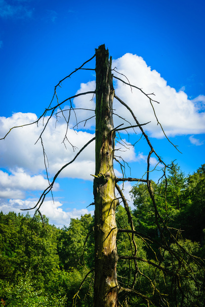 Розбите дерево з фоном блакитного неба
 - Фото, зображення