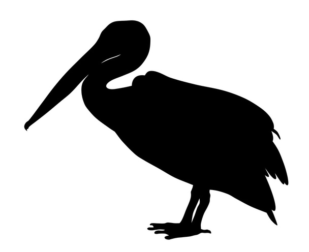 Pelican - Vecteur, image