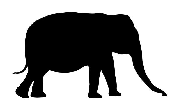 Elephant - Vektor, obrázek