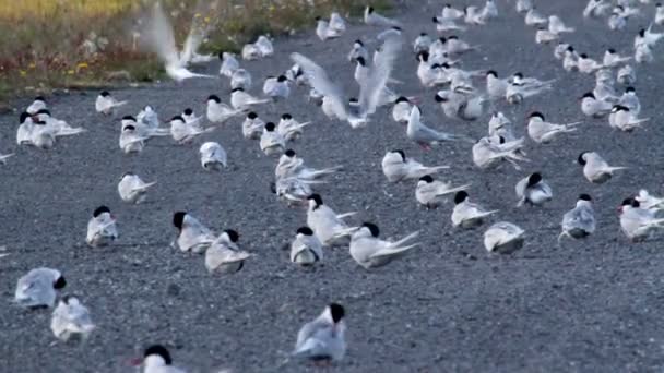 Arctic Tern kudde op de weg - Video