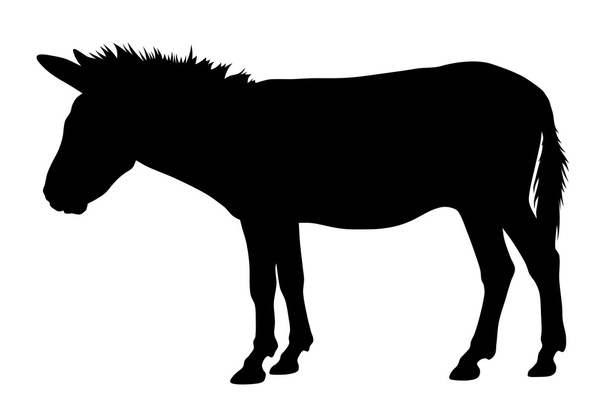 Donkey - Vector, imagen