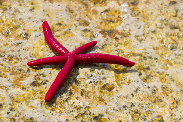 starfish - reserve of the plemmirio in Syracuse - Photo, image