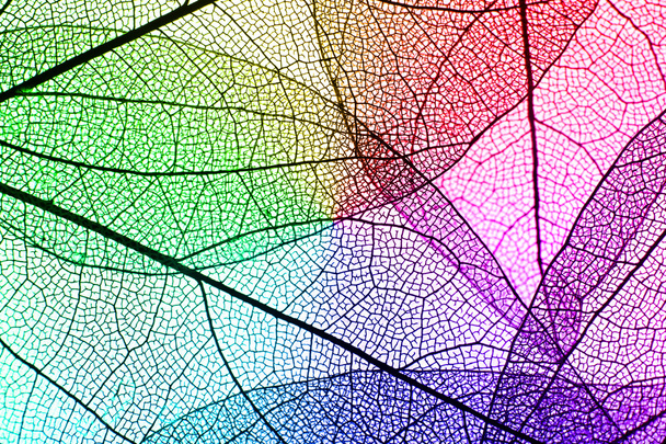 Multicolor liści dekoracyjnych - Zdjęcie, obraz