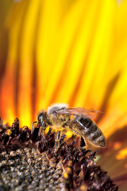Biene arbeitet an Sonnenblumen - Foto, Bild