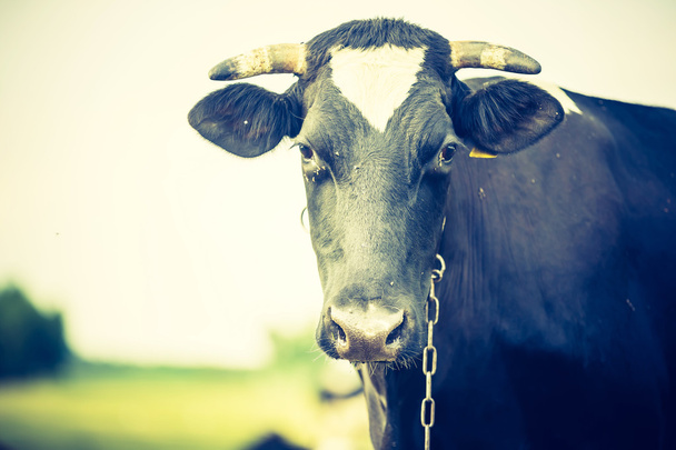 Retrato vintage de vaca en el pasto
 - Foto, Imagen