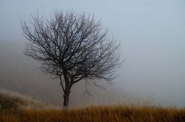Lonely tree in a fog - Photo, Image