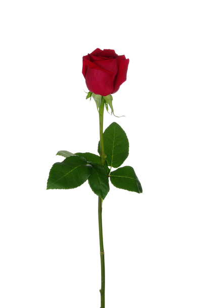 Red rose - Φωτογραφία, εικόνα