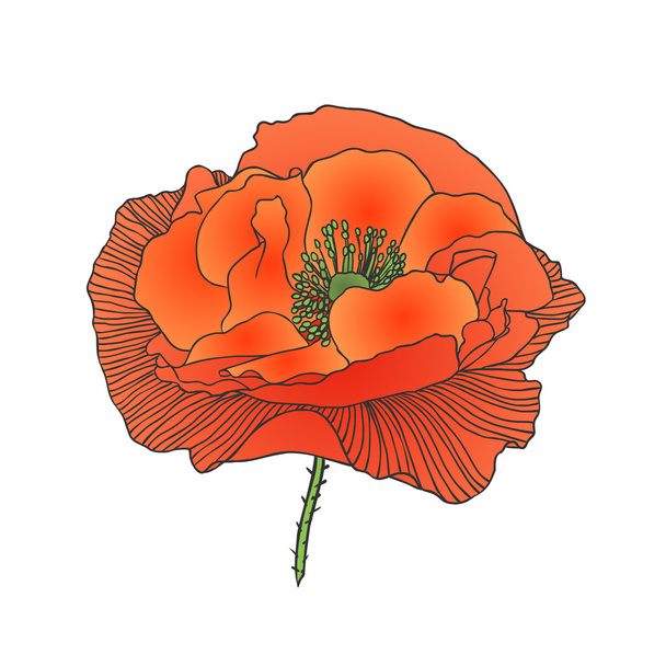 Flor de amapola roja - Vector, imagen