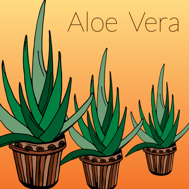 Aloe vector illustration - Vector, imagen