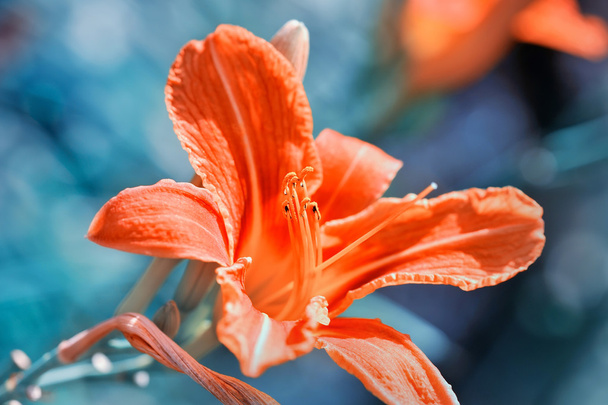 Гемероксы - живые цветы, цветущие в саду
 - Фото, изображение