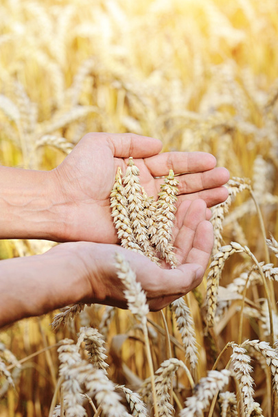 Ripe golden wheat ears in her hand the farmer - Φωτογραφία, εικόνα
