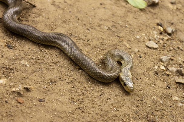 Змея Натрикс Мора
 - Фото, изображение