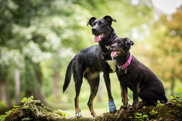 két fekete kutyák - Fotó, kép