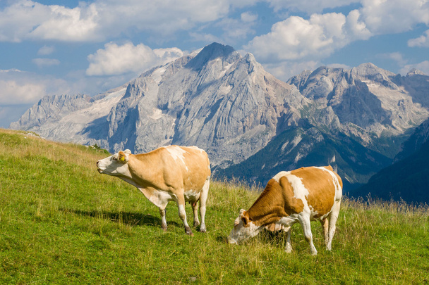 Cow on a meadow - Фото, изображение