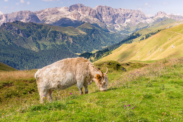 корова на траве - Фото, изображение