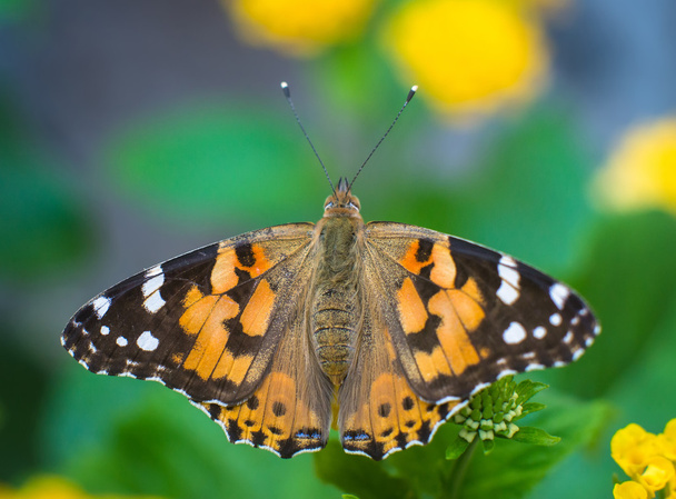 Kelebek ve çiçek - Fotoğraf, Görsel