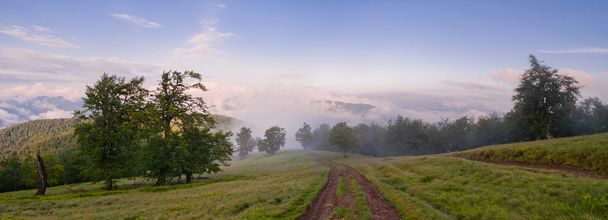 Paysage avec brouillard dans les montagnes et rangées d'arbres le matin
 - Photo, image
