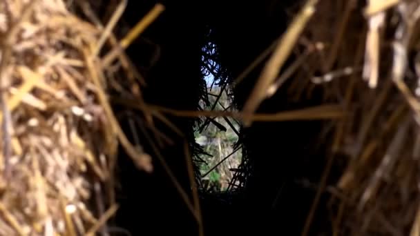 Mirando un seto entre dos fardos de heno
 - Metraje, vídeo