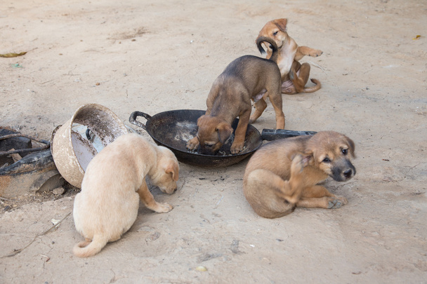 Puppies are hungry - Φωτογραφία, εικόνα