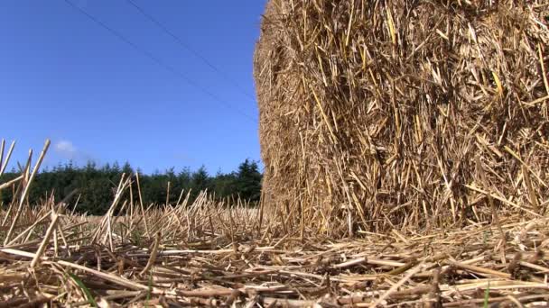 イングランド、シュロップシャー州フィールドで干し草の俵のスタック - 映像、動画