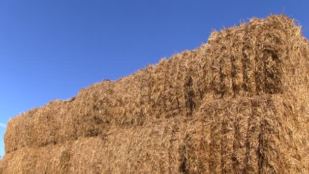 Stack of hay bales in a Shropshire field, England - Footage, Video