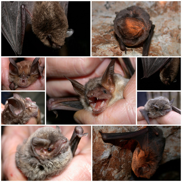 Group of Bats - Photo, Image