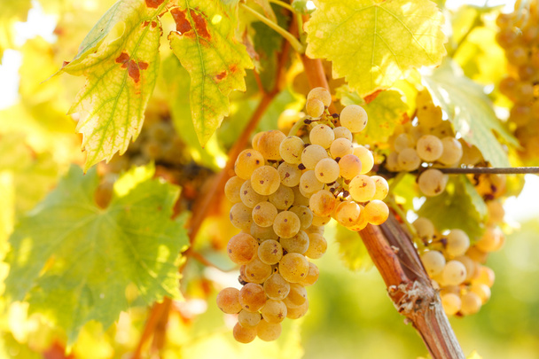Winogron Riesling na winogron winorośli w winnicy - Zdjęcie, obraz