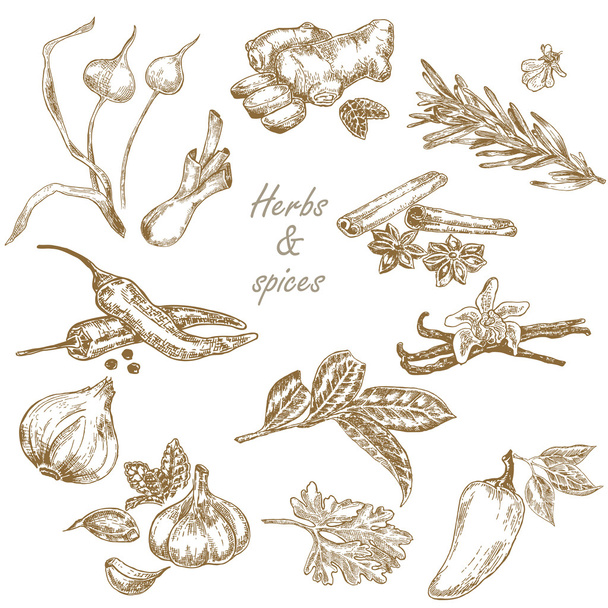 Hierbas de cocina y especias conjunto ilustración vectorial dibujado a mano en s
 - Vector, imagen