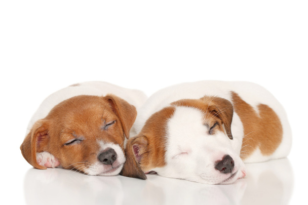 Jack Russell puppies sleep - 写真・画像