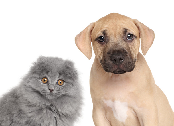 Puppy and kitten on white background - Photo, Image