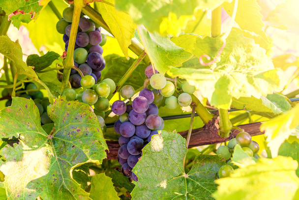 Roter Traubenstrauß und Weinblatt vor grünem und gelbem Hintergrund - Foto, Bild