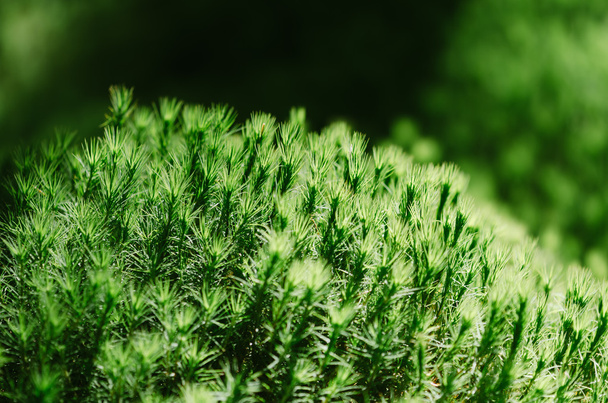 zelený mech v lese - Fotografie, Obrázek