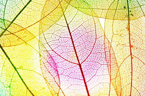 Multicolor decorative  leaves - Foto, Bild