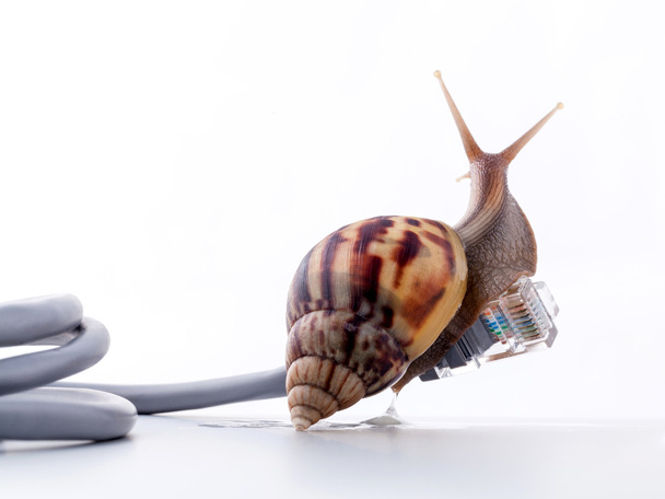 Snail with rj45 connector symbolic photo for slow internet conne - Photo, Image