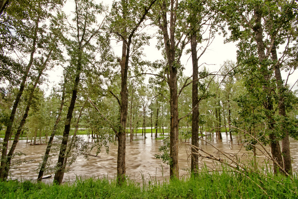 Eau d'inondation de la rivière Bow
 - Photo, image