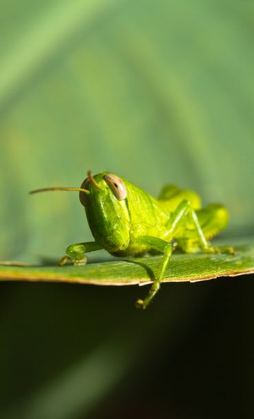 Young Grasshopper III - Photo, Image